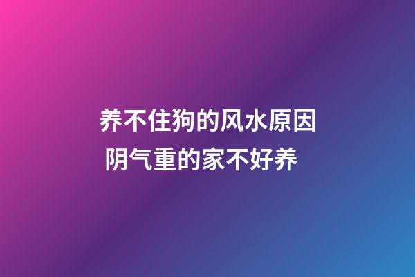 养不住狗的风水原因 阴气重的家不好养